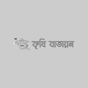 বারি জলপাই-১