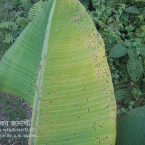 কলার পাতা ও ফলের বিটল