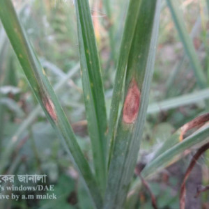 রসুনের পার্পল ব্লচ রোগ